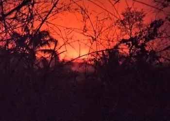 Incendios contra la vida: 2.8 millones de hectáreas arrasadas en 2020