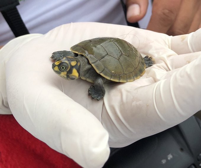 Una de las crías de tortuga rescatadas por el proyecto "Quelonio" en la Reserva de la Biósfera Estación Biológica del Beni. Foto: Archivo MMyA