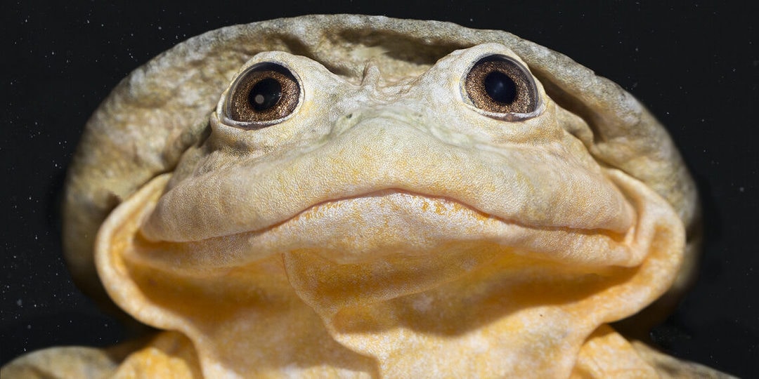 Una rana en el Museo Alcide d'Orbigny