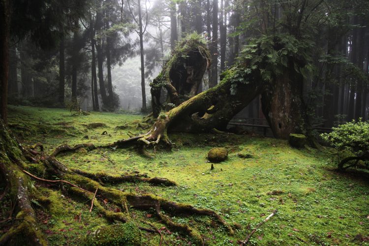Un bosque con niebla en el fondo tiene como objeto principal un árbol grande con aspecto de criatura