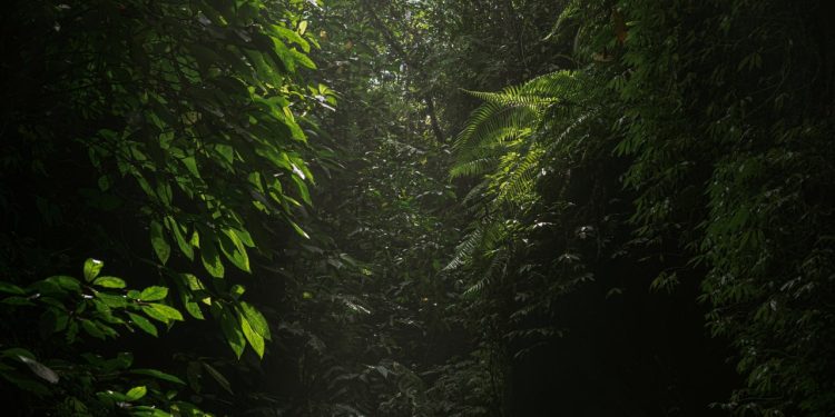 Imagen de una selva profunda y oscura, donde suele morar el Canibaba Kilmo de la cultura movima.