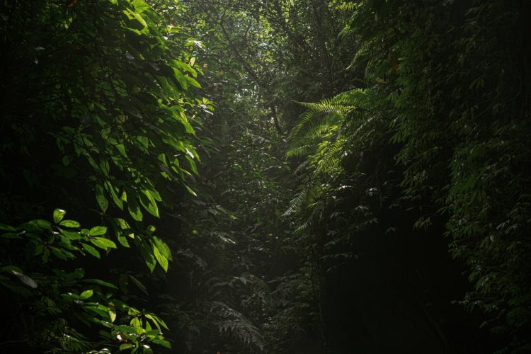 Imagen de una selva profunda y oscura, donde suele morar el Canibaba Kilmo de la cultura movima.