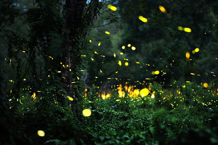 Imagen referencial de luciérnagas en una selva.