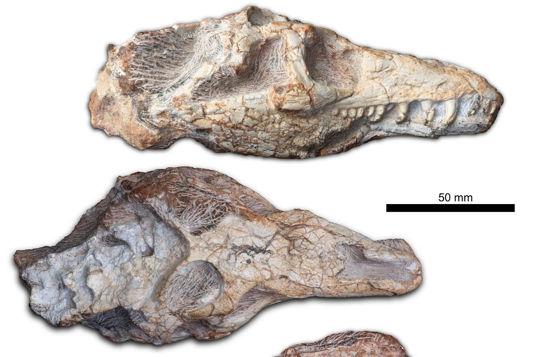 Fotografías, desde varios ángulos, del fósil del Teyú Yaguá encontrado en Brasil en 2015. 