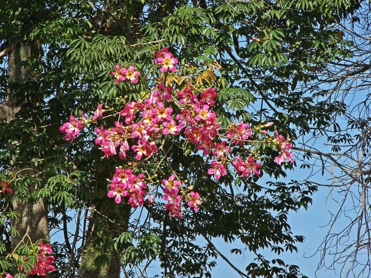 Imaybé se convirtió en un árbol de toborochi, según la leyenda chiriguana. En la foto, las flores de una árbol de toborochi.