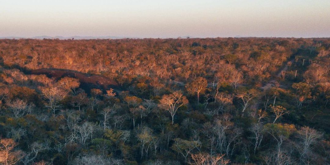 Una fotografía panorámica de una paisaje en el bosque seco chiquitano en bolivia. Una de las regiones más vulnerables frente a la crisis climática en Bolivia