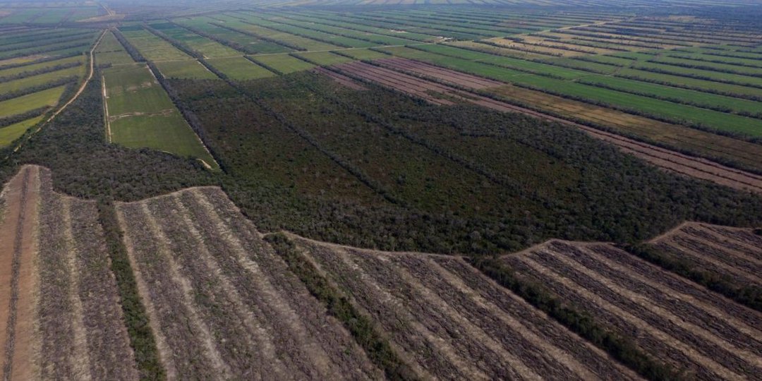 Fotografía aérea de una zona oriental en Bolivia que refleja la gran deforestación que sufre este territorio.
