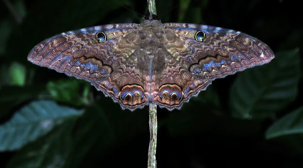 Una mariposa nocturna o Alma Kepi con sus alas desplegadas se posa sobre la rama de una planta.