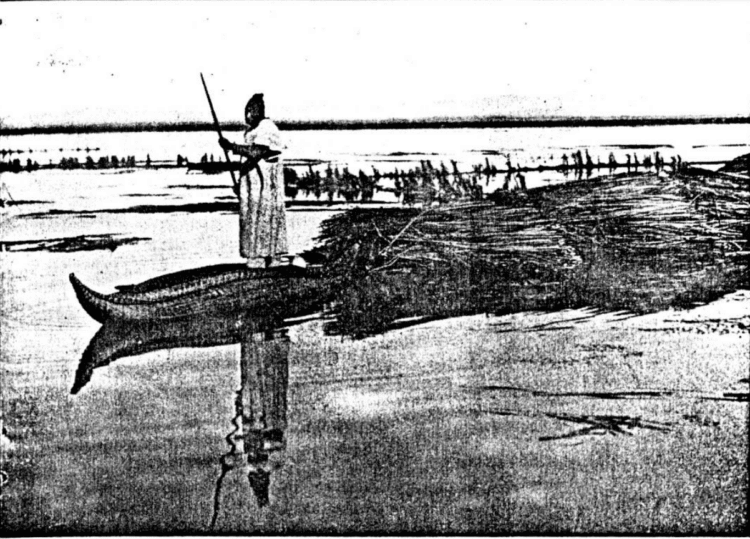 Un hombre uru chipaya navegando en una balsa de totora en una fotografía antigua.