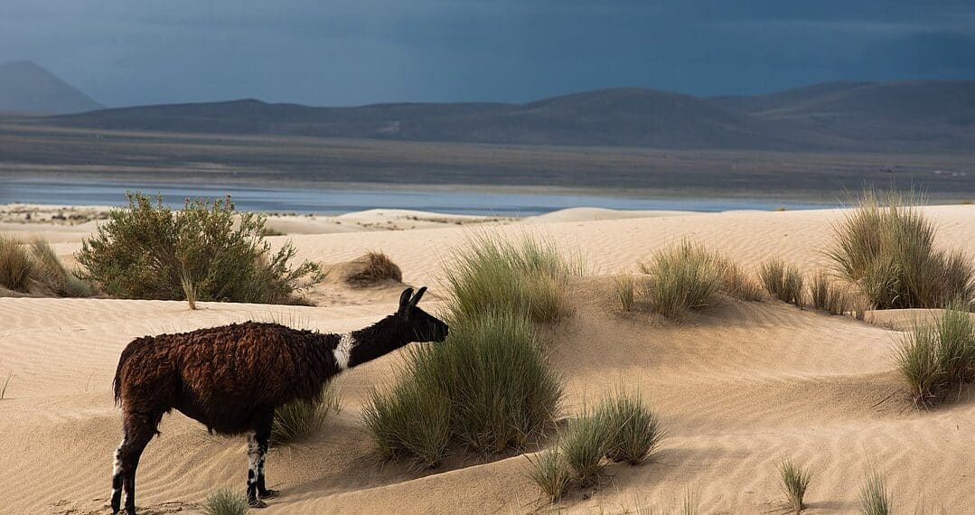El desierto de Tajzara, en Tarija, es una de las áreas protegidas de Bolivia.