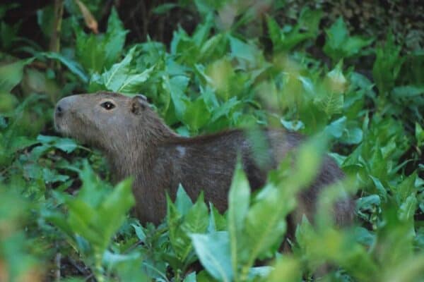 Capibara en su hàbitat natural en Rurrenabaque, Beni