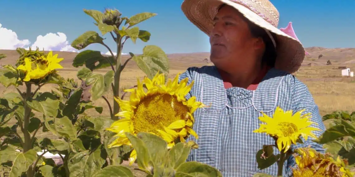 Olga Pajsi rodeada de los girasoles que cultiva con el agua que recolecta. Foto: Paola Quispe