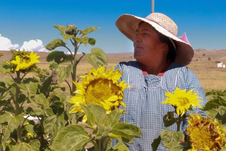 Olga Pajsi rodeada de los girasoles que cultiva con el agua que recolecta. Foto: Paola Quispe