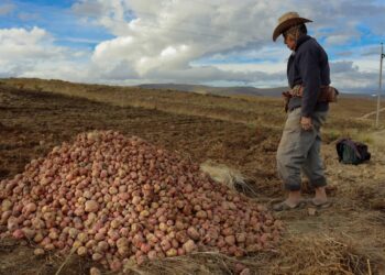 Don Eleuterio Santos frente a la cosecha de papa.